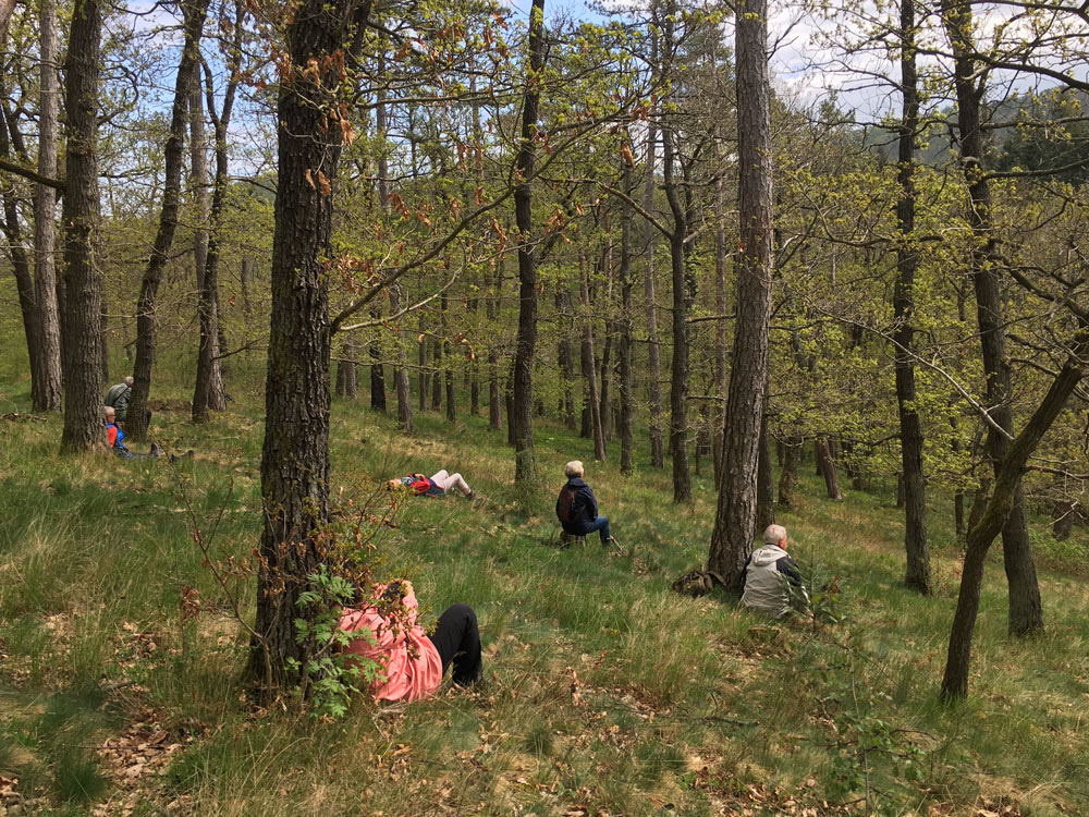 Waldgesundheit und der Wald als Therapeut mit Waldtherapie