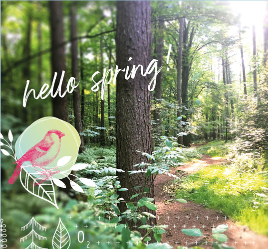 Achtsam entspannen und in der Natur Kraft schöpfen. Tief durchatmen und Stress abbauen im Reich der Bäume. Waldbaden in Hamburg und Schleswig-Holstein