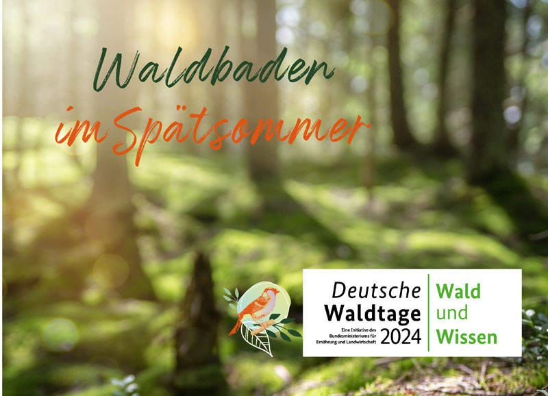 Beim Waldbaden im Spätsommer entspannen und durchatmen.