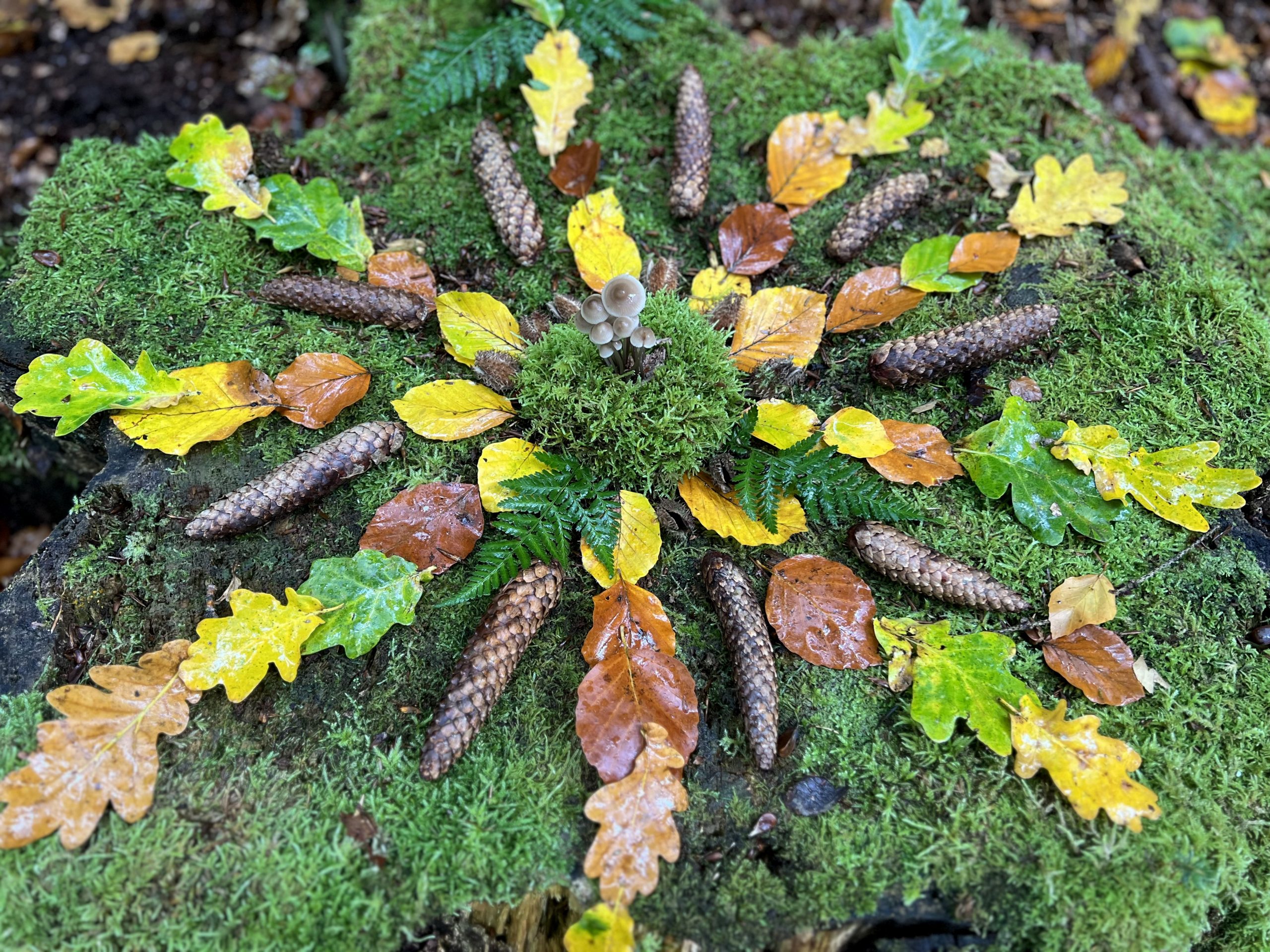 Geschenk-Gutschein für eine Auszeit in der Natur und Auftanken im Wald