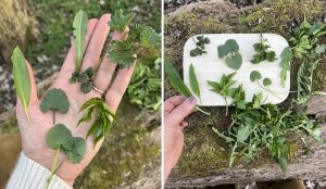 Eine zweiteilige Collage zum Thema Wildkräuter sammeln: Links hält eine Hand eine Auswahl an frischen, essbaren Blättern wie Bärlauch und Brennnessel. Rechts sind die gesammelten Kräuter kunstvoll auf einem Holzbrett auf moosigem Waldboden arrangiert.